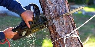 How Our Tree Care Process Works  in Byram Center, NJ